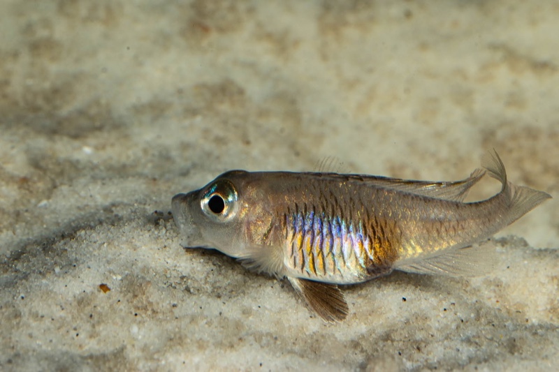 Lamprologus laparogramma 'Namansi'